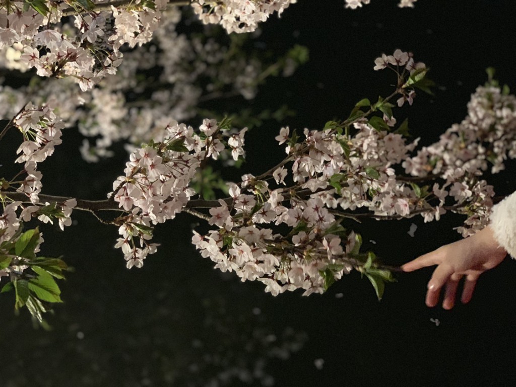日本一の桜の名所