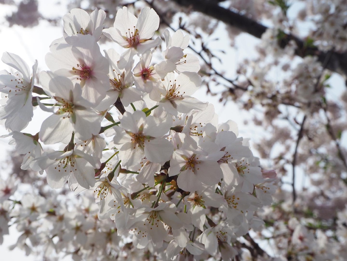 桜、満開