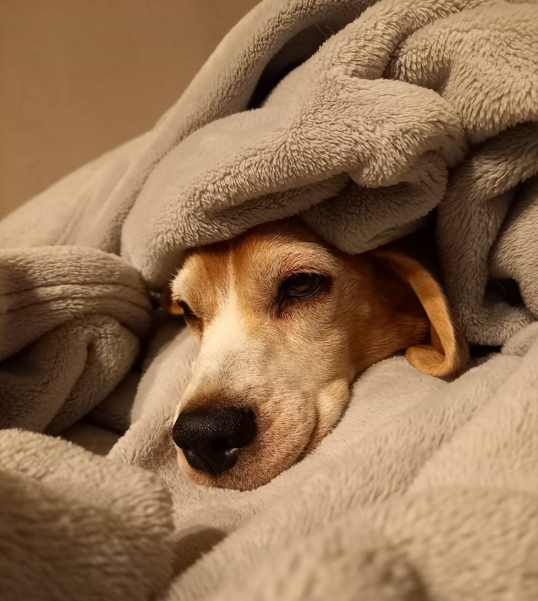 愛犬の食欲