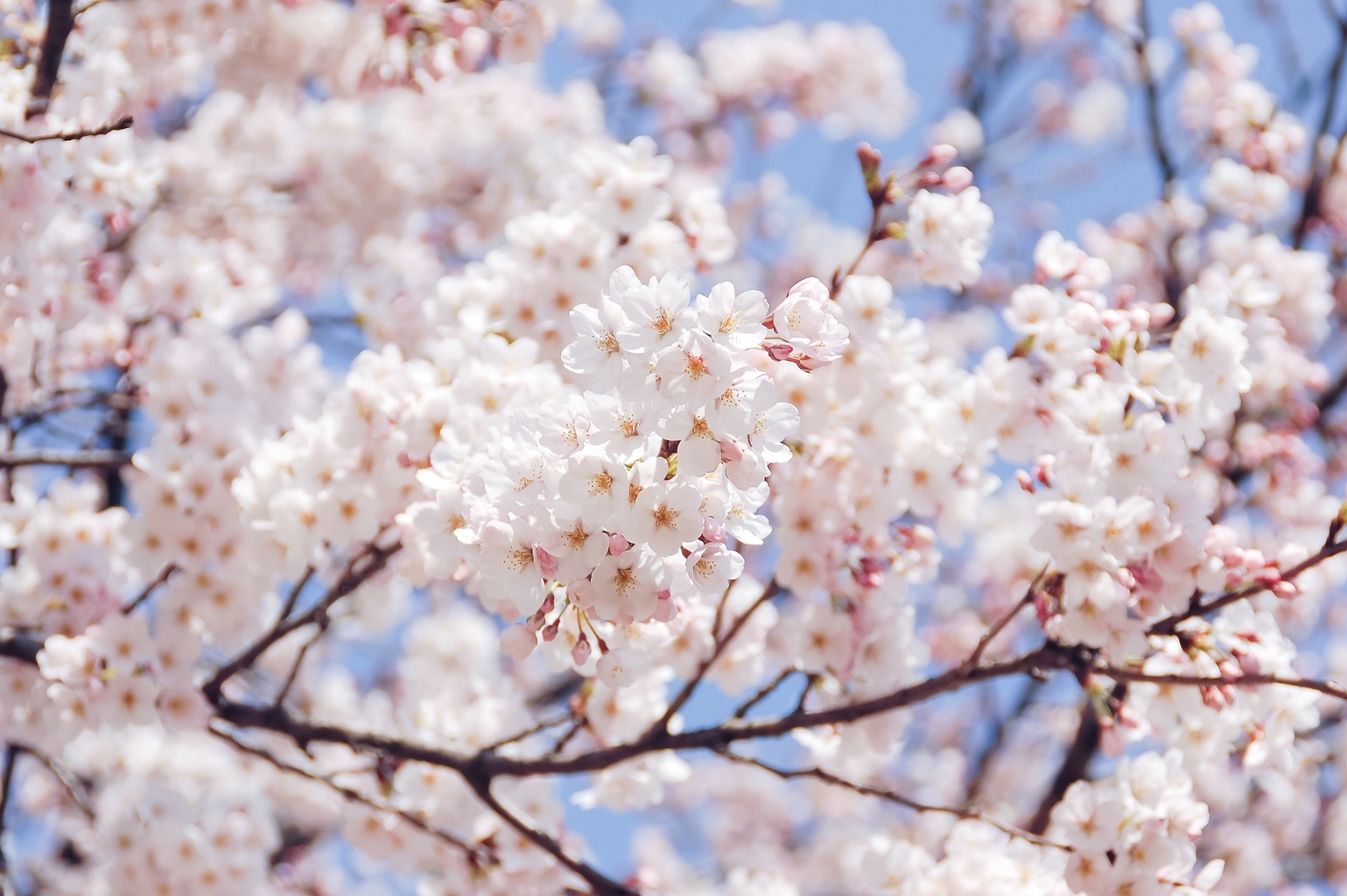 桜の開花予想🌸