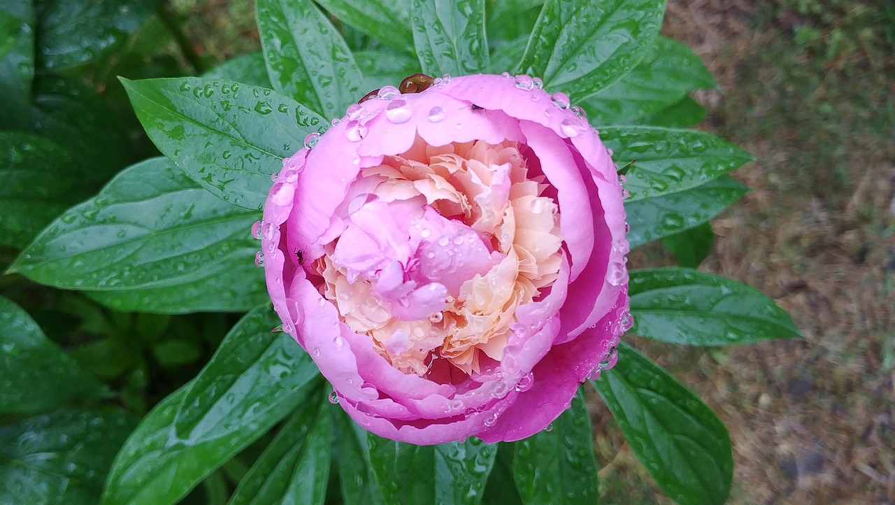 立てば芍薬、座れば牡丹、歩く姿は百合の花