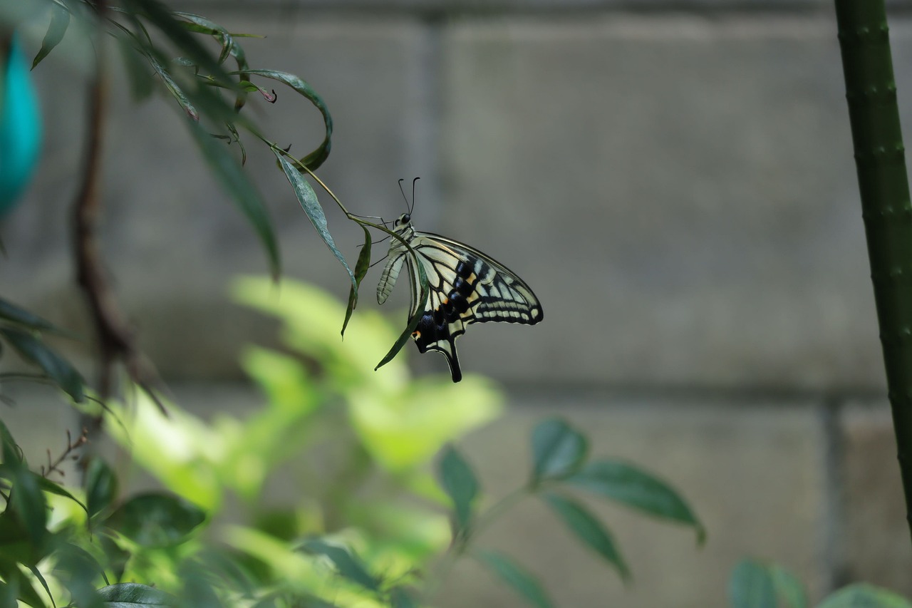 暑さに負けない自然界の生き物