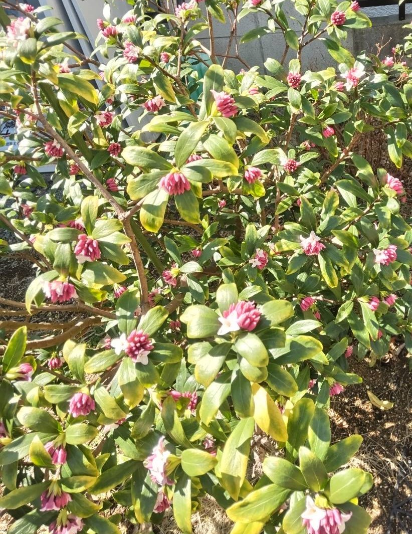 沈丁花の咲く季節です