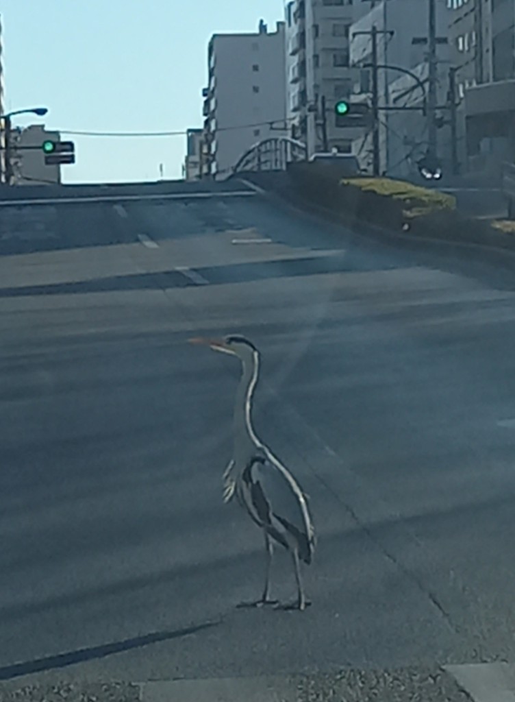 街に溶け込む野鳥