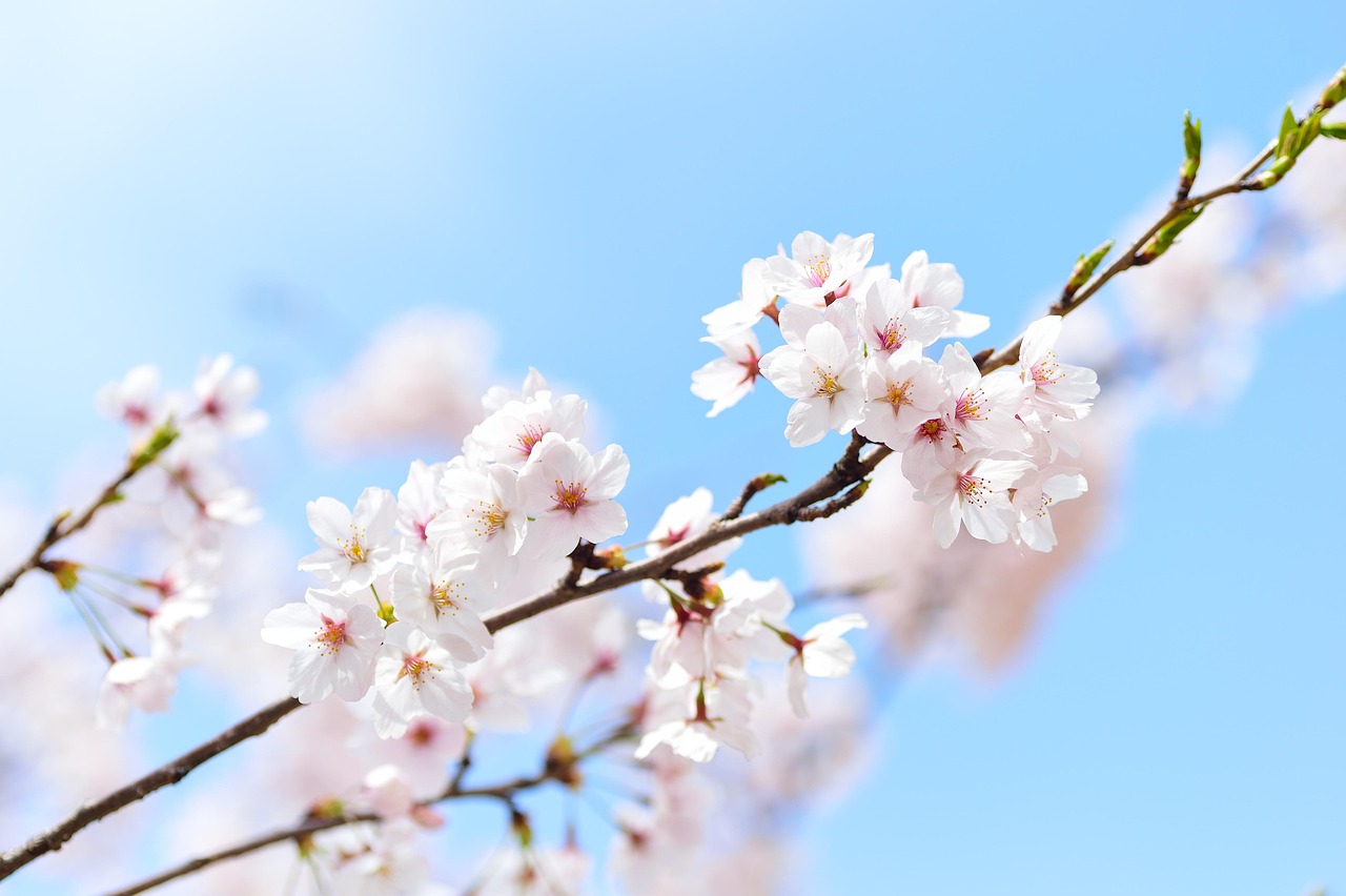 【GWの予定、もう決めた？】5月に桜が見られる“ちょっと穴場”な花見旅のススメ🌸